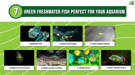 green fish|Green Freshwater Fish: A Splash of Color in Your Aquarium.